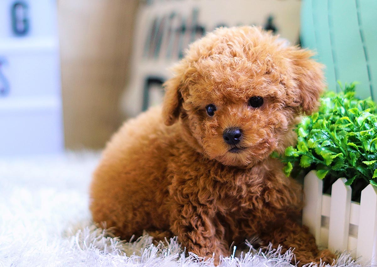 Chia sẻ hơn 104 hình nền chó poodle tuyệt vời nhất  thdonghoadian