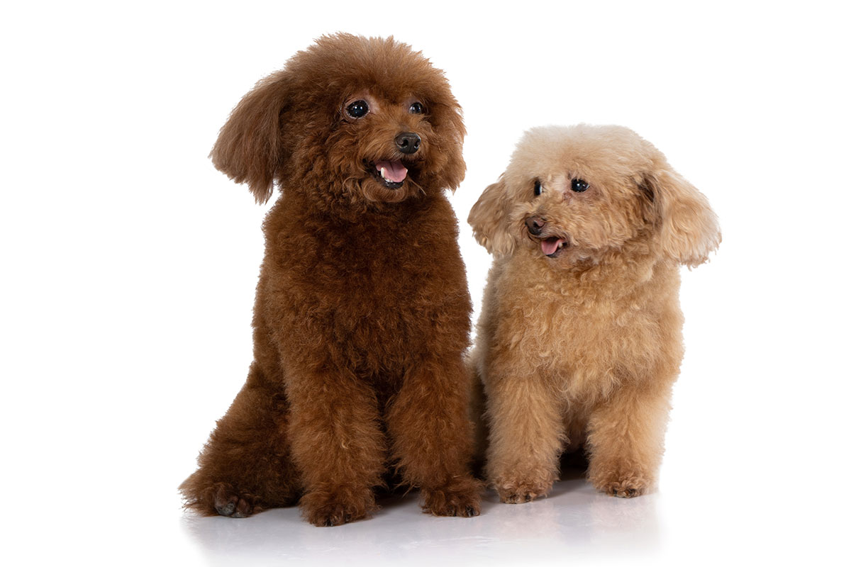 Lưu Ý Khi Chọn Mua Chó Poodle 