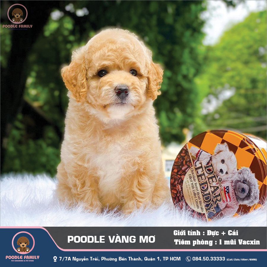 1 Cửa Hàng Bán Chó Poodle Uy Tín Toàn Quốc | Poodle Family